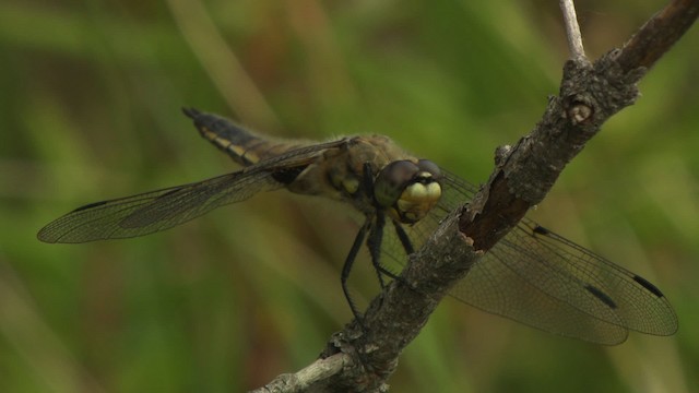 Four-spotted Skimmer - ML476751