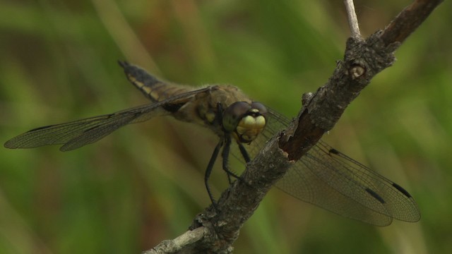 Four-spotted Skimmer - ML476752