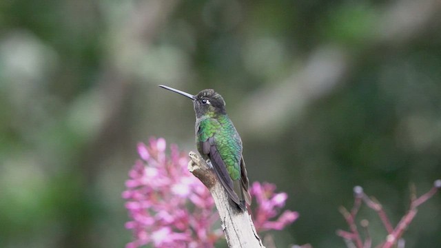 Talamanca Hummingbird - ML476753841