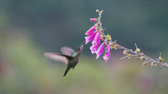 Talamanca Hummingbird - ML476753891
