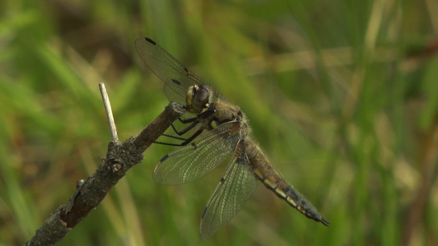 Four-spotted Skimmer - ML476754