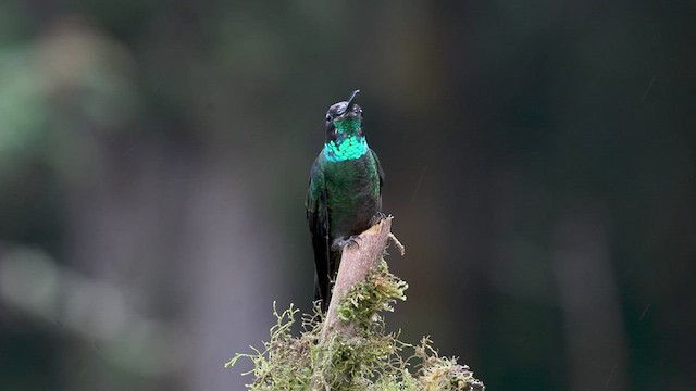 Talamanca Hummingbird - ML476754061