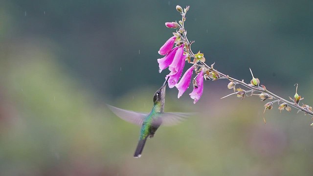 Talamanca Hummingbird - ML476754071
