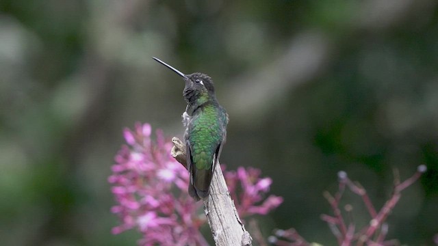 Talamanca Hummingbird - ML476754111