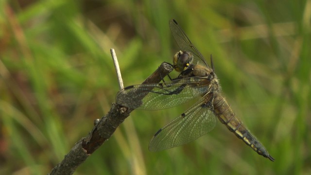 Four-spotted Skimmer - ML476755
