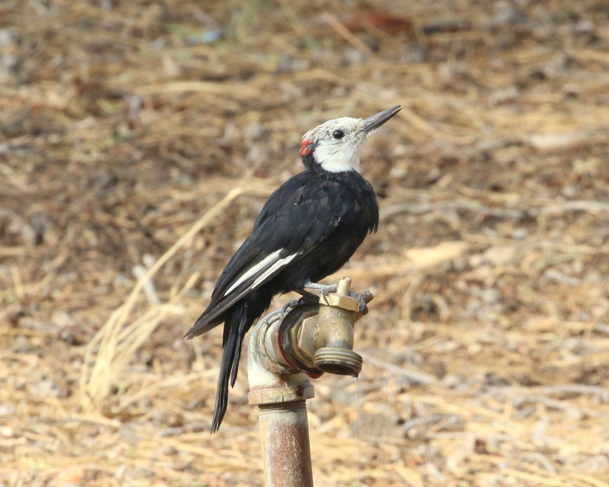 eBird Checklist 18 Aug 2022 ChilaoVisitor Center 18 species