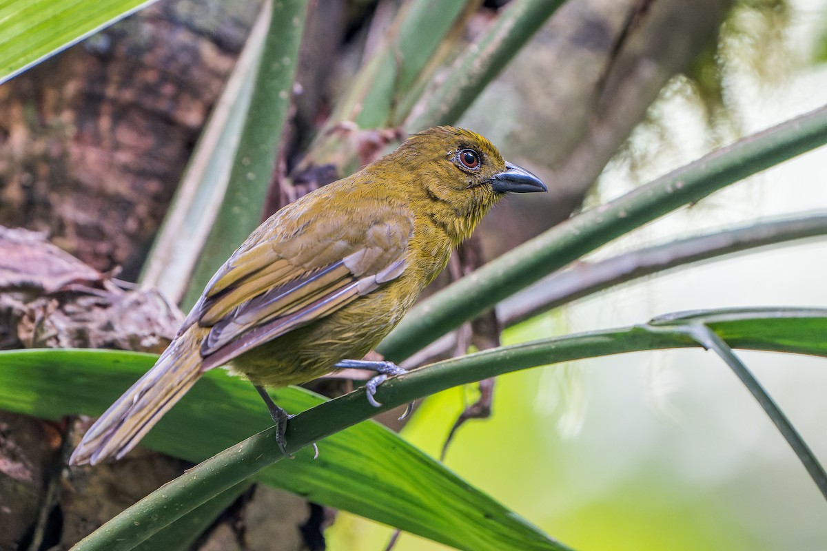 Carmiol's Tanager - Tyler Wenzel