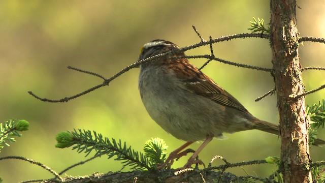 White-throated Sparrow - ML476757