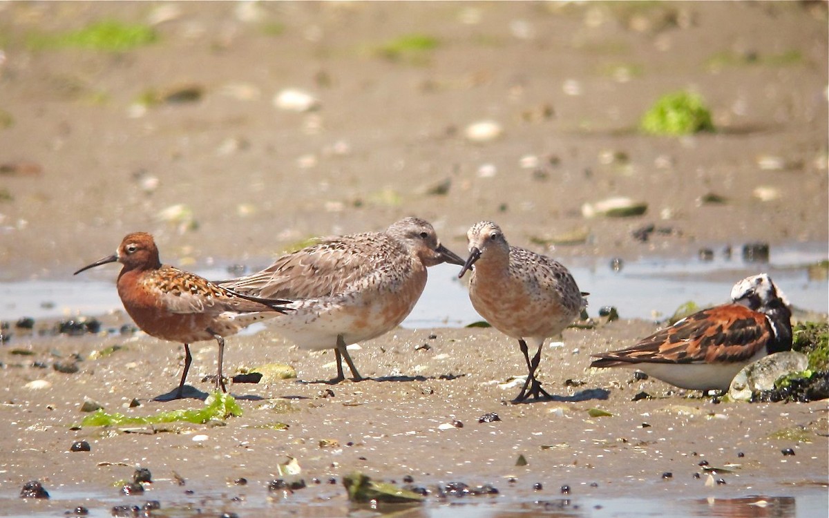Red Knot - ML476757301