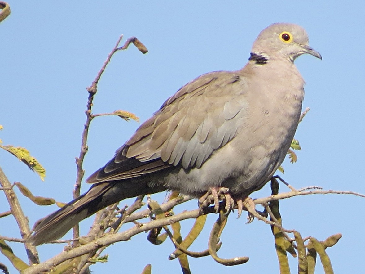 Burmese Collared-Dove - Grant Connette