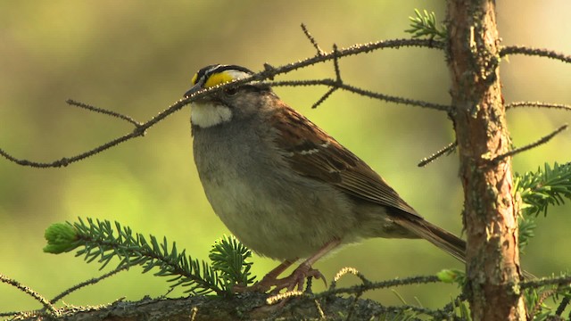 White-throated Sparrow - ML476758