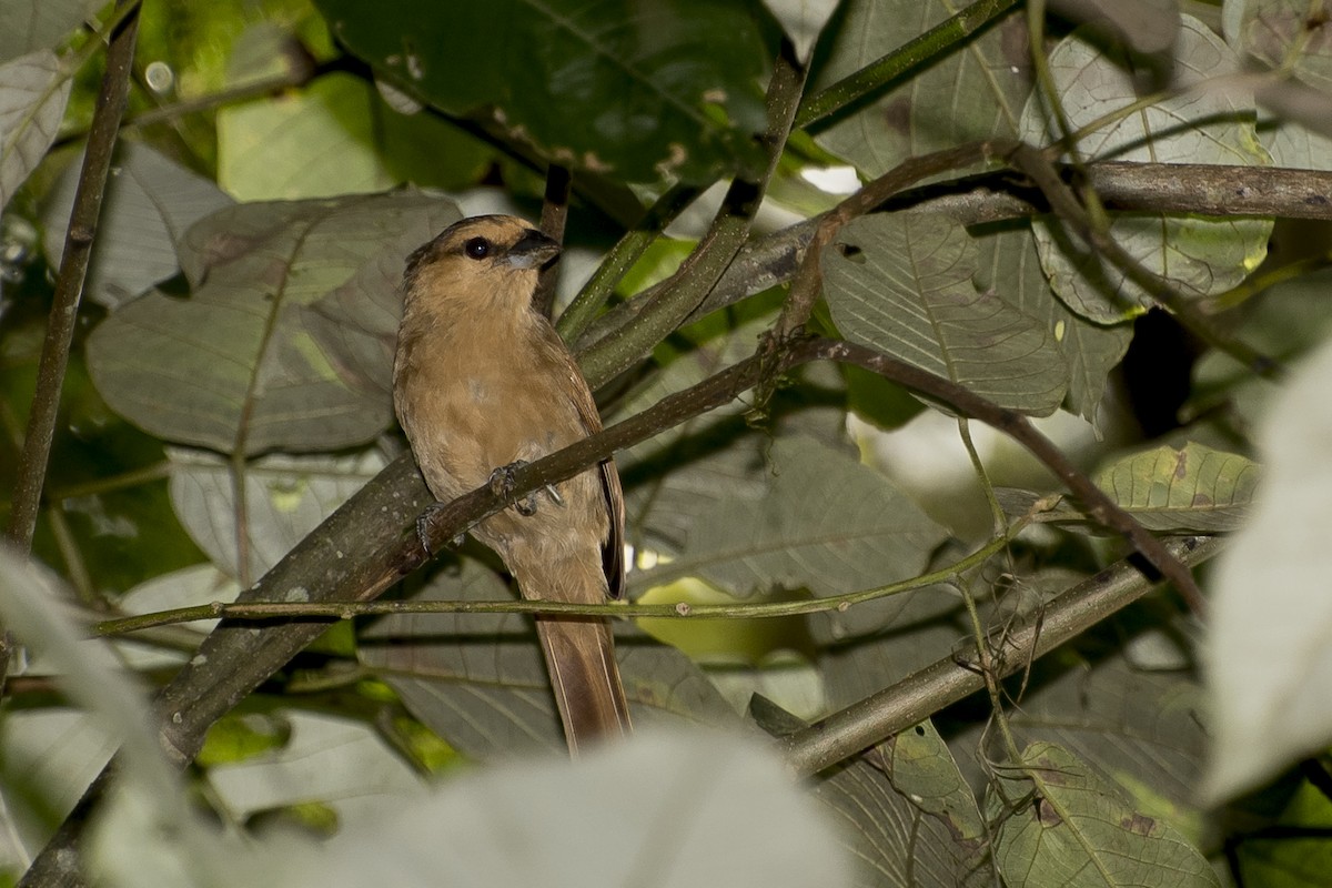 Brown Tanager - ML47676231