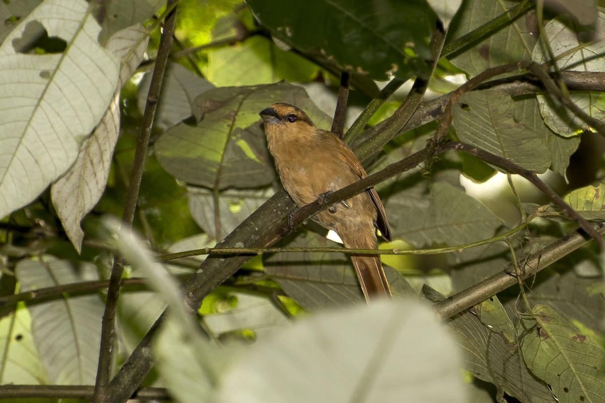 Brown Tanager - ML47676281