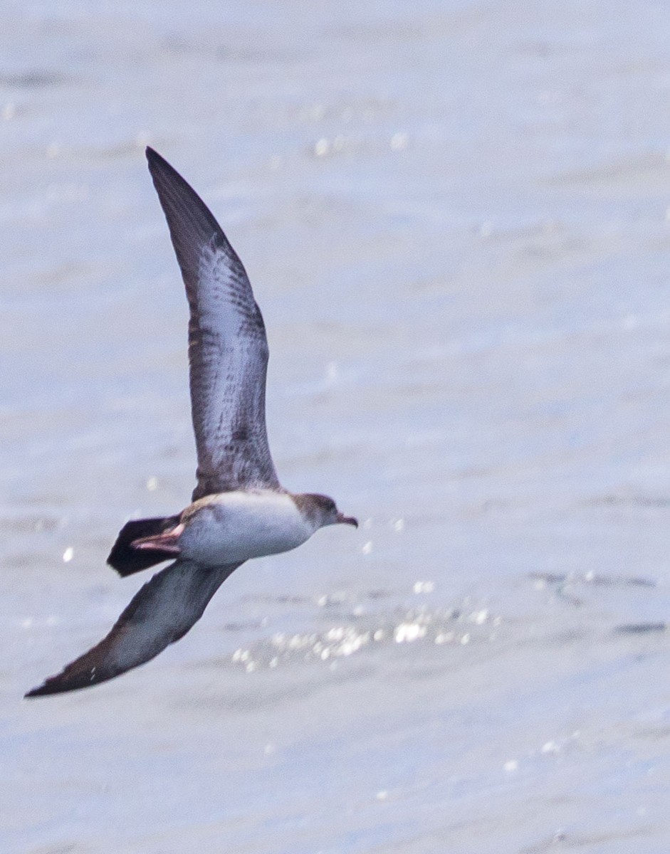 Pink-footed Shearwater - ML476765041