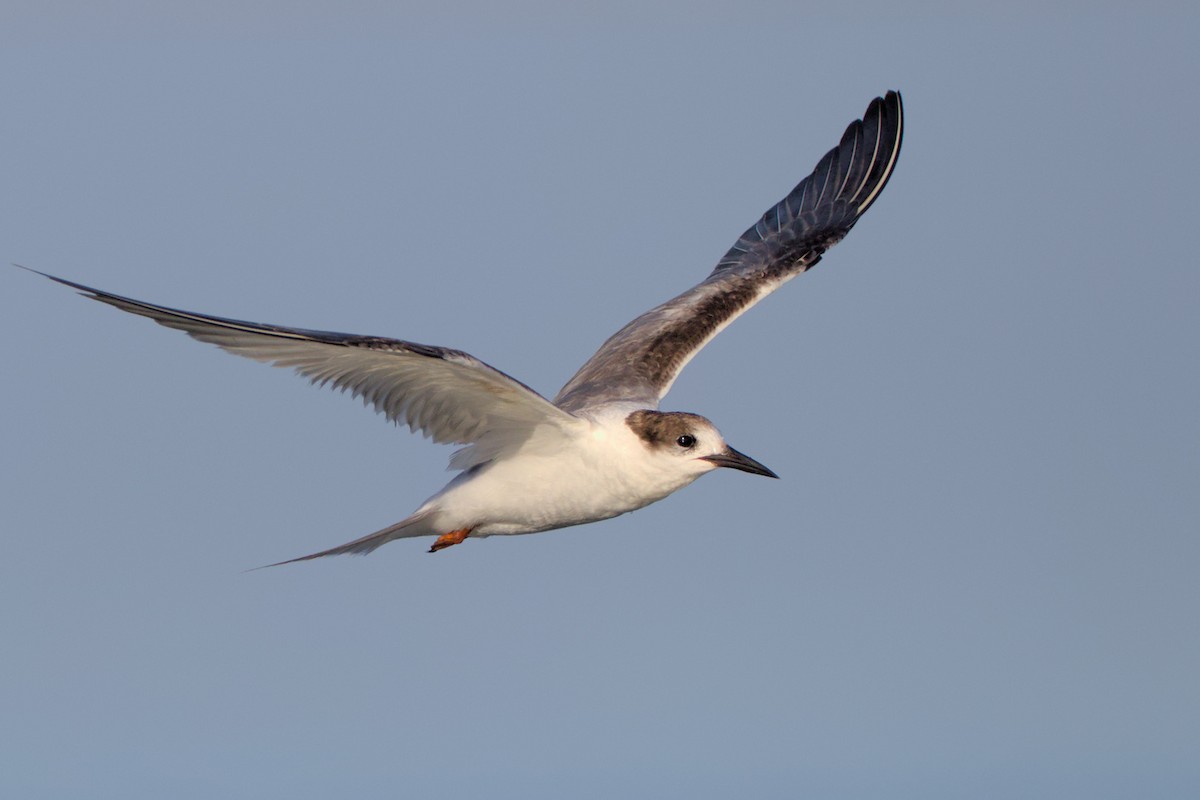 Common Tern - ML476767641
