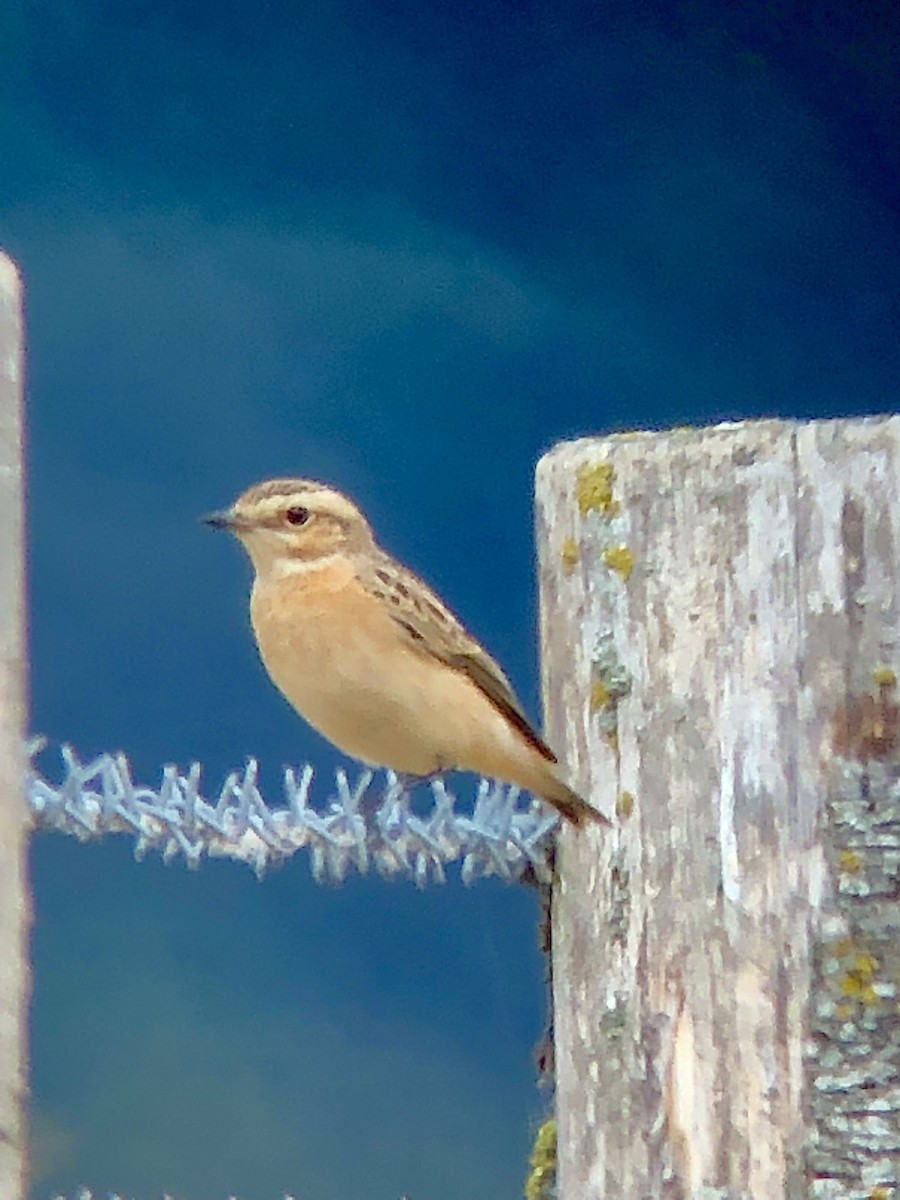 Whinchat - ML476768431