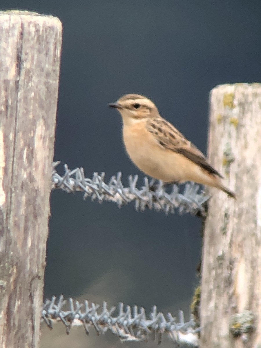 Whinchat - ML476768441
