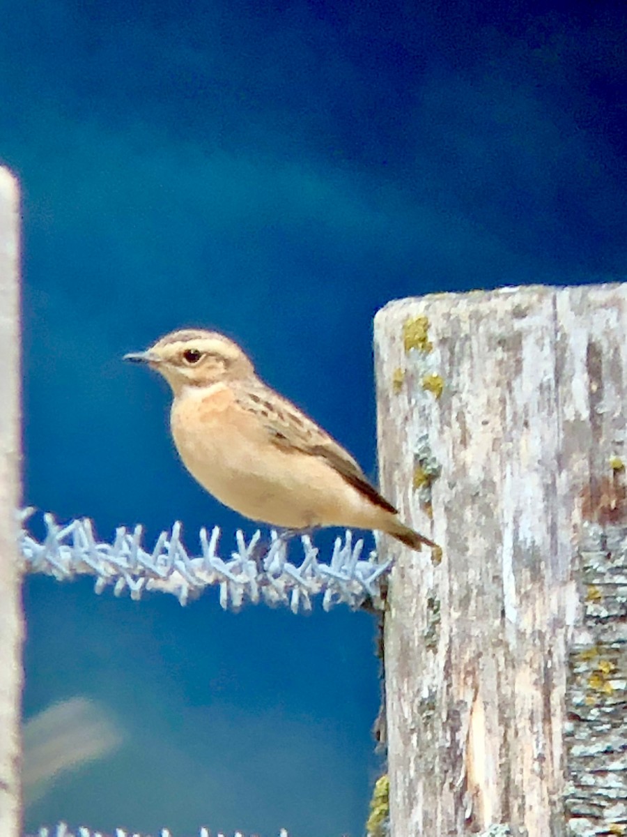 Whinchat - ML476768461