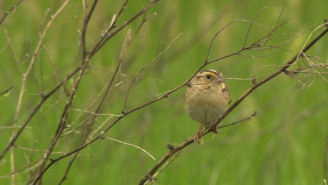 Grasshopper Sparrow - ML476769