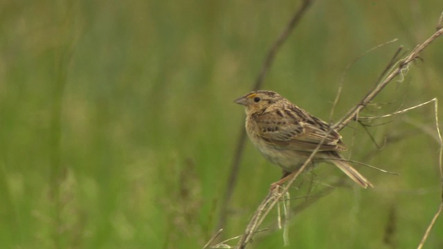 Grasshopper Sparrow - ML476770