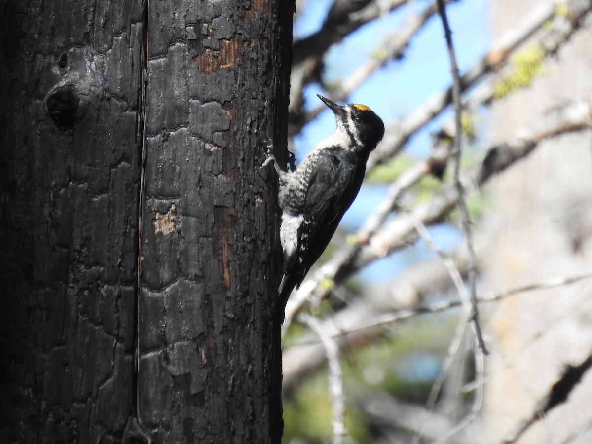 Black-backed Woodpecker - jennifer sweatt