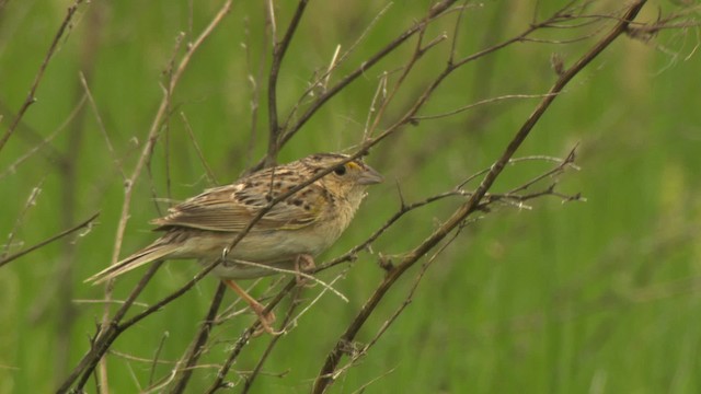 Grasshopper Sparrow - ML476771
