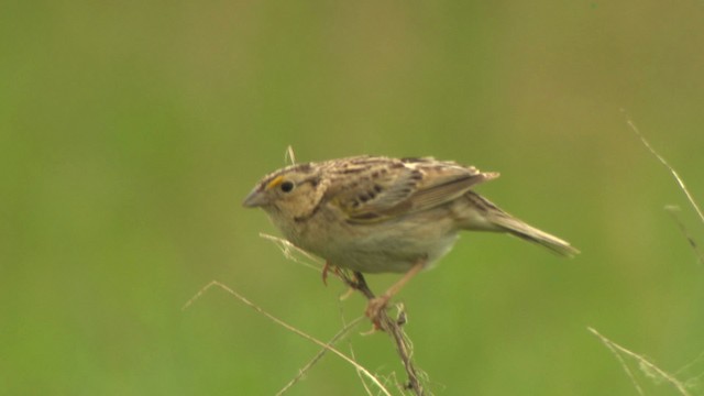 Grasshopper Sparrow - ML476772
