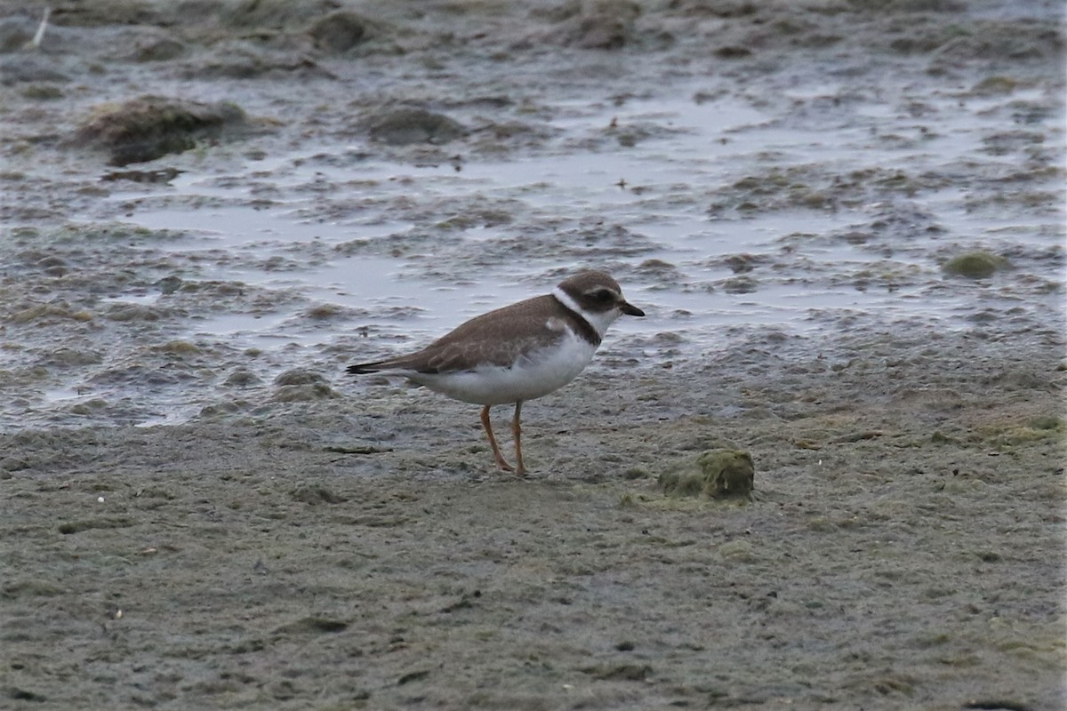 Semipalmated Plover - ML476773211