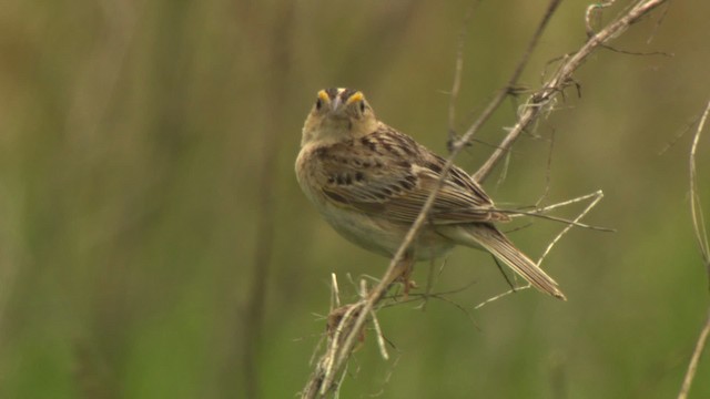 Grasshopper Sparrow - ML476774