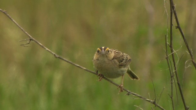 Grasshopper Sparrow - ML476775