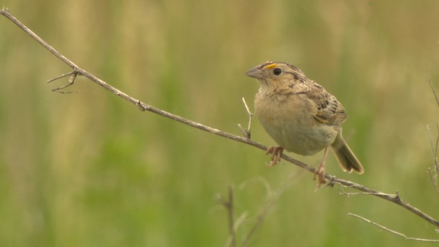 Grasshopper Sparrow - ML476776