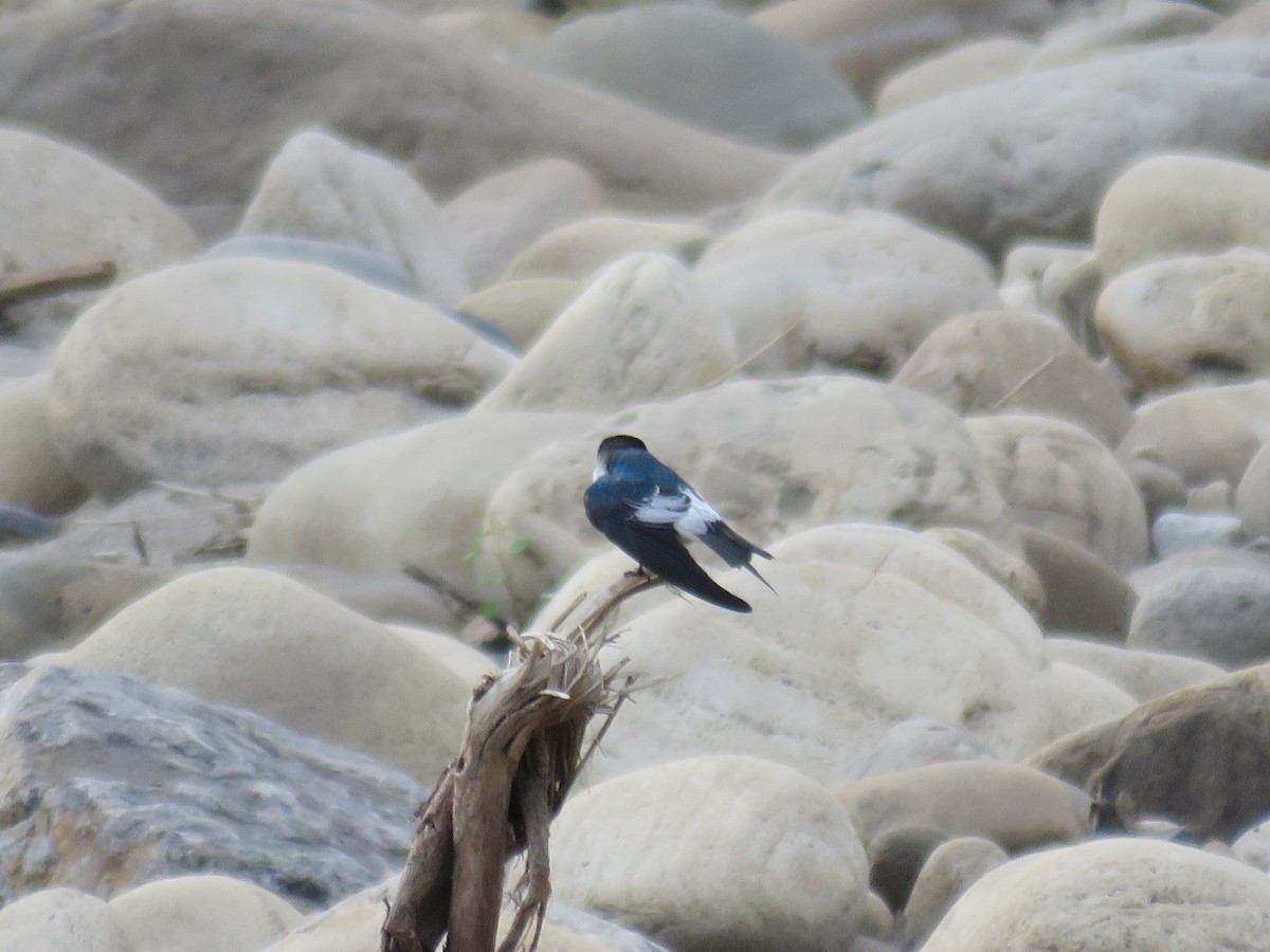 White-winged Swallow - John Pratt