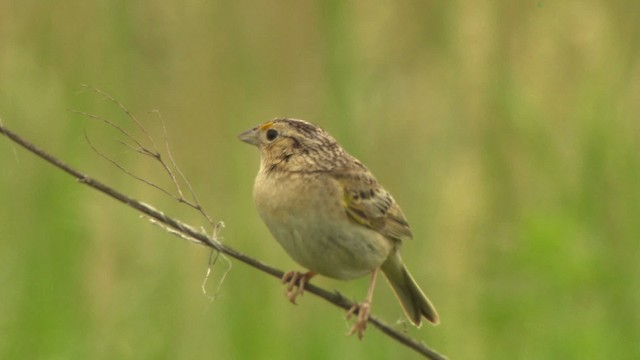 Grasshopper Sparrow - ML476777