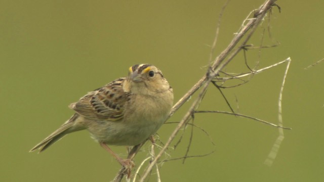 Grasshopper Sparrow - ML476778