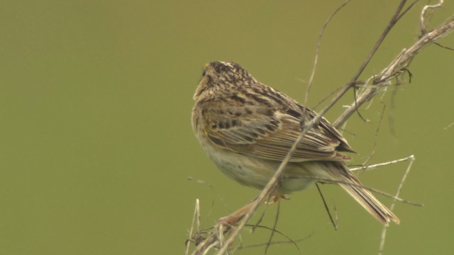 Grasshopper Sparrow - ML476780