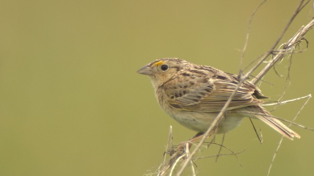 Grasshopper Sparrow - ML476781