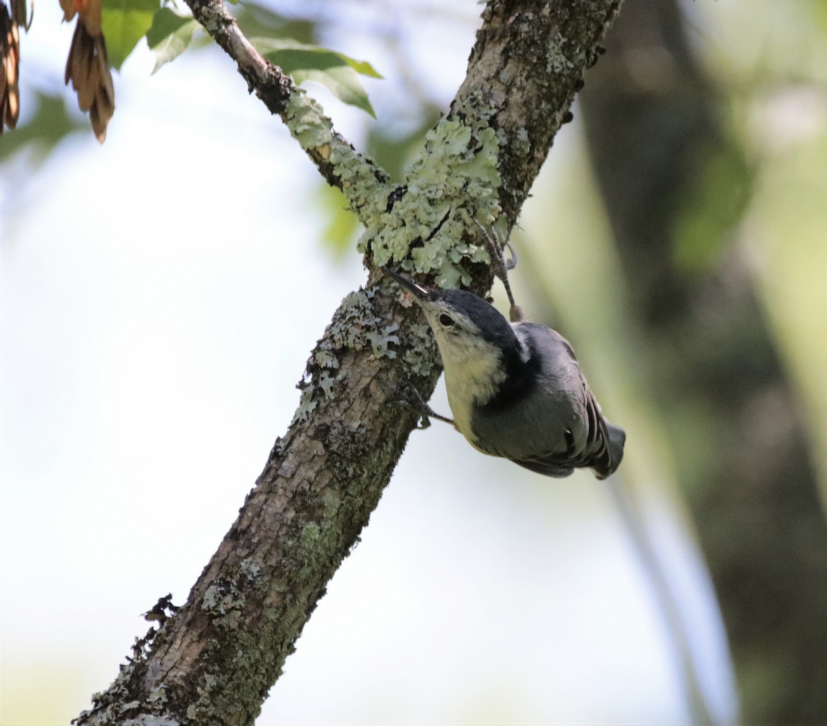 White-breasted Nuthatch - ML476784401