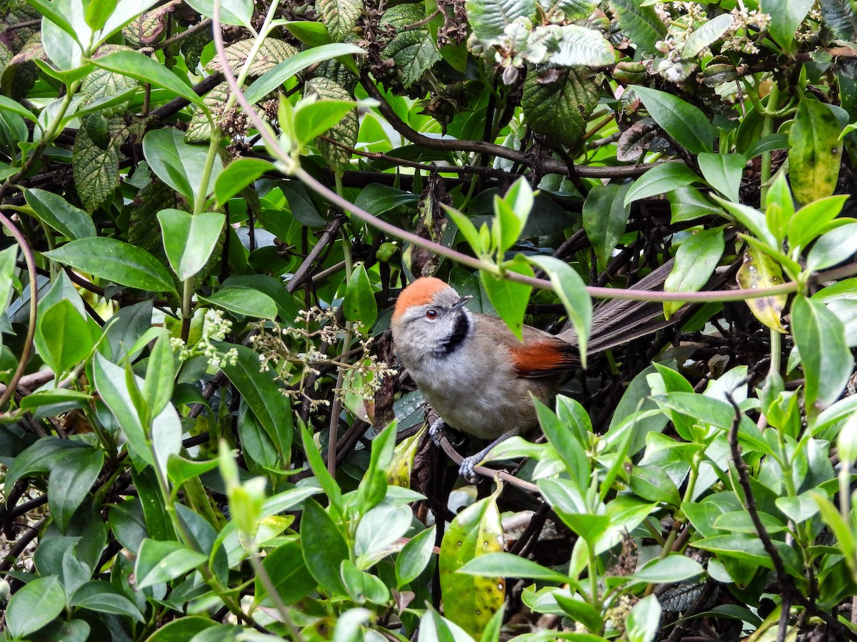 Silvery-throated Spinetail - ML476786571
