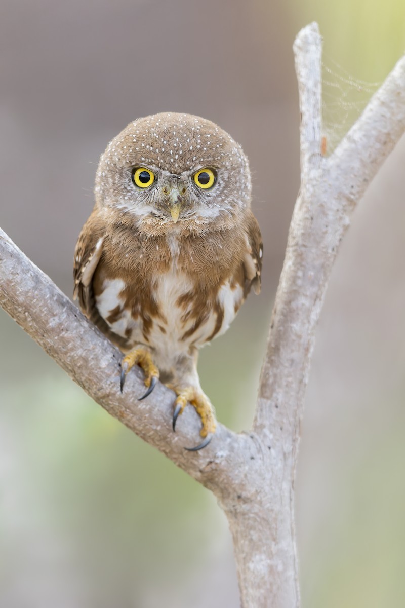 Colima Pygmy-Owl - ML476790451