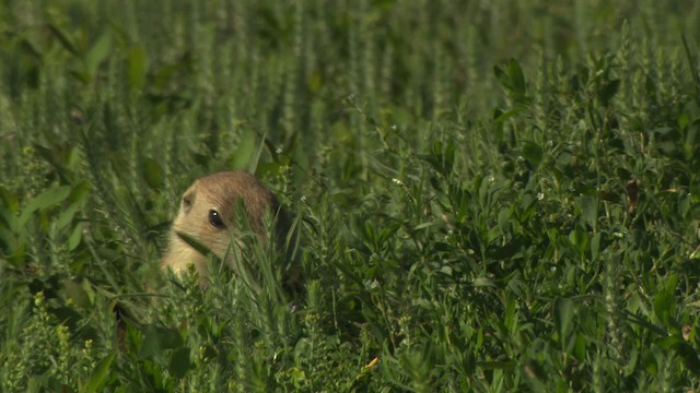Arizona black-tailed prairie dog - ML476797