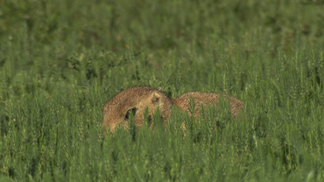 Arizona black-tailed prairie dog - ML476798