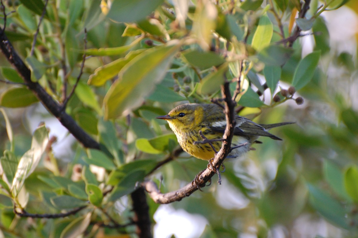 Cape May Warbler - ML476800241