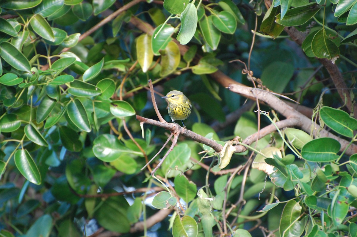 Cape May Warbler - ML476800441
