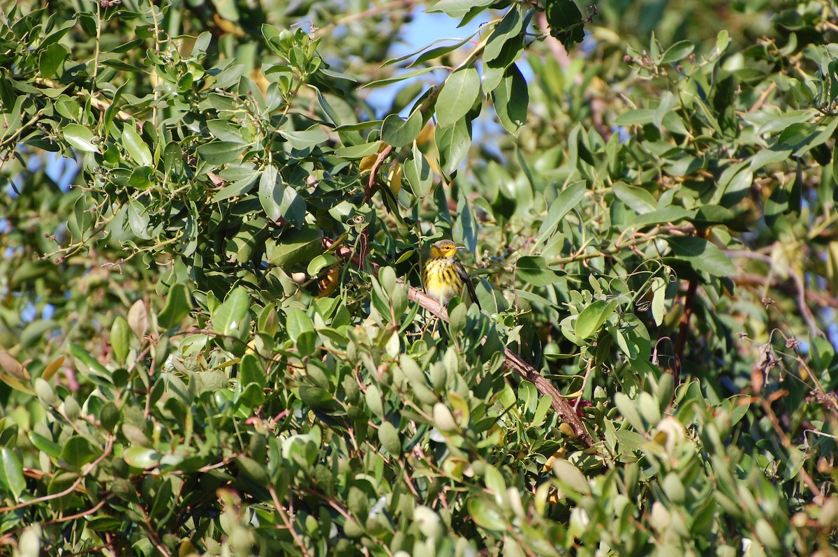 Cape May Warbler - ML476801051
