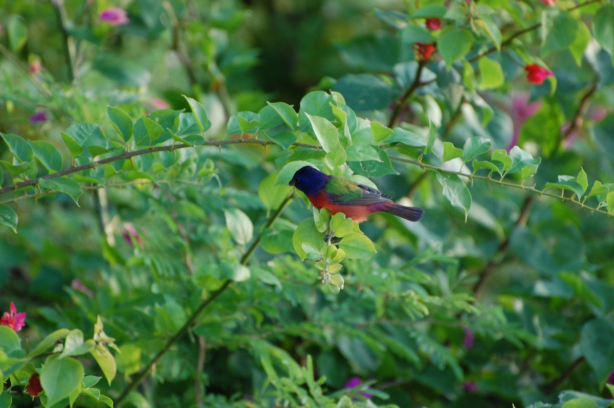 Painted Bunting - ML476801801