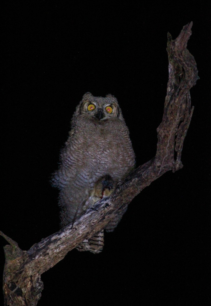 Great Horned Owl - ML476802151