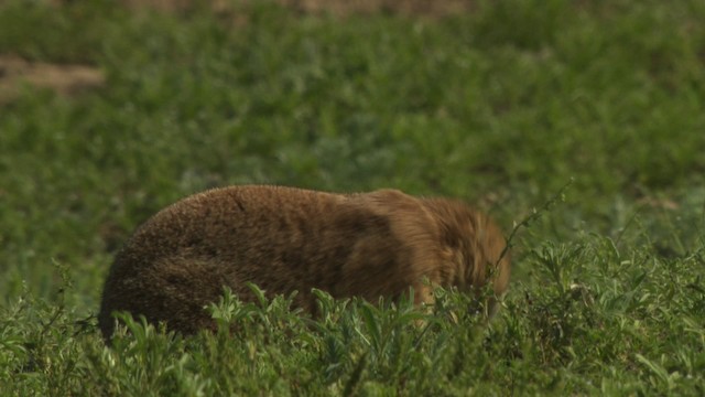 Arizona black-tailed prairie dog - ML476806