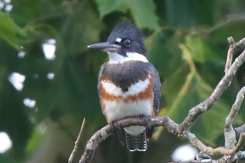 Belted Kingfisher - ML476806221