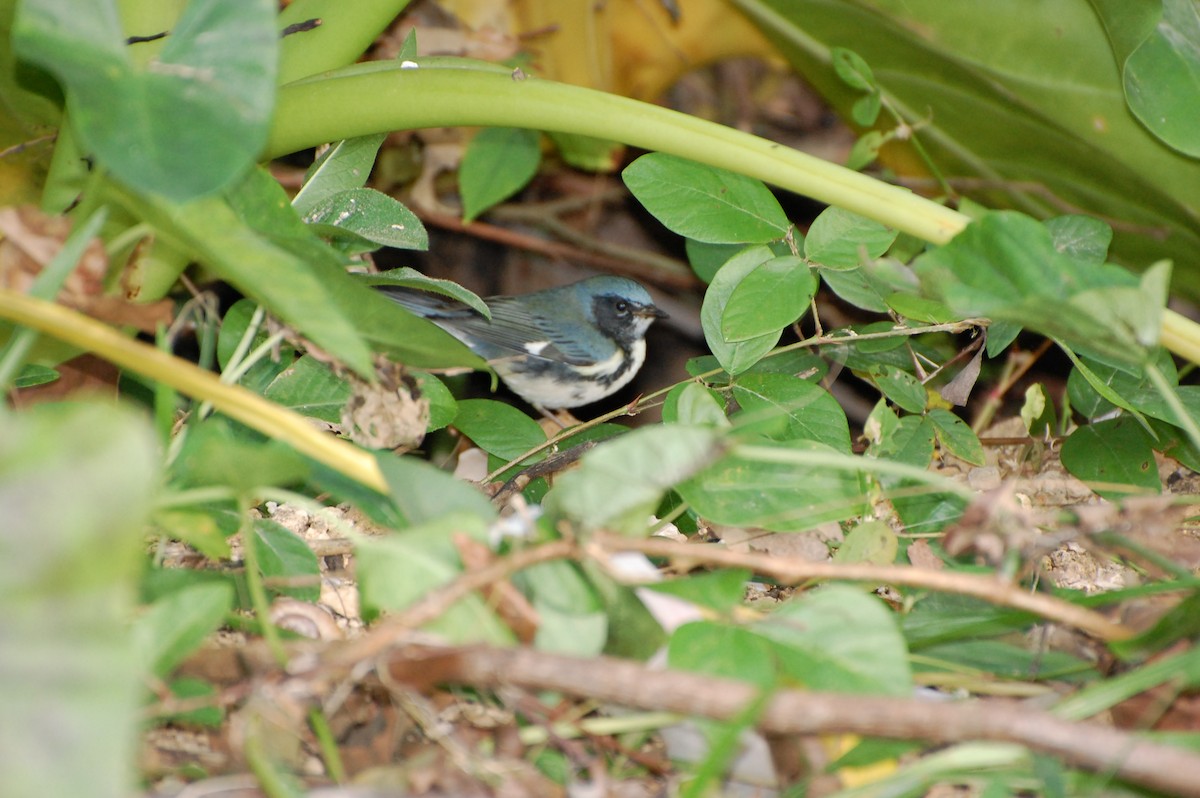 Black-throated Blue Warbler - ML476807461