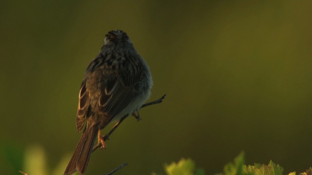 Clay-colored Sparrow - ML476817